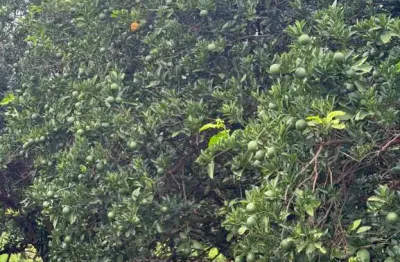 Fazenda de citrus para venda na região de votuporanga-sp com 390 alqueires, benfeitorias e irrigação quase em toda fazenda