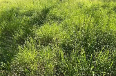 Fazenda para venda na região de centenario-to com 4.950 hectares em pastagem, rica em agua, benfeitorias