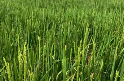 Fazenda alto padrão para venda na região de sebastiao leal-pi com 2.700 hectares sendo 1.800 hectares agricultáveis, ótima logística e excelentes benf