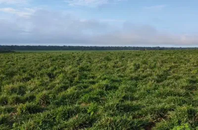 Fazenda dupla aptidao para venda na região de nova santa helena-mt com 9.990 hectares montada na pecuária, beira do rodovia, ótima logística