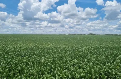 Excelente fazenda para venda na região de ituverava-sp com 57 alqueires sendo 50 alqueires com agricultura e parte irrigada, boa de agua