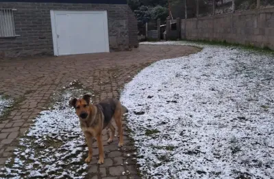 Chácara / sítio com 2 quartos à venda na Fazenda Souza, Caxias do Sul 