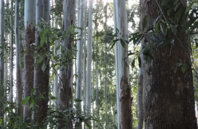 Terreno à venda no centro, leoberto leal , 100 m2 por r$ 1.500.000