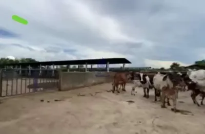 Sítio formado em pindamonhangaba, ideal para confinação de gado