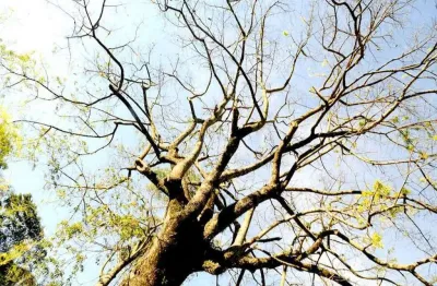 Terreno à venda no Pinhal, Cabreúva 