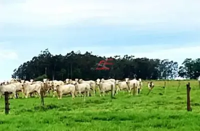 Area rural   terra rica pr   prox. rio paranapanema