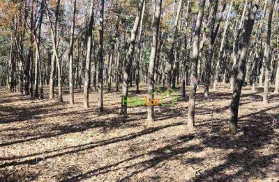 Fazenda à venda, 1597200 m² por r$ 11.350.000,00 - centro - auriflama/sp