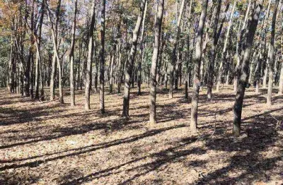 Fazenda com 4 dormitórios à venda, 1597200 m² por r$ 11.350.000,00 - área rural - auriflama/sp