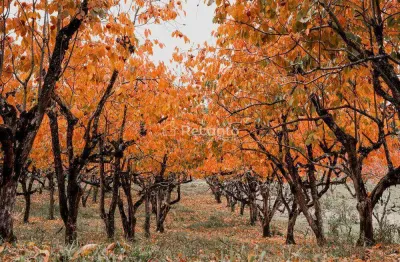 Terreno à venda na Rua Antônio Beneti Sobrinho, Mato Queimado, Gramado