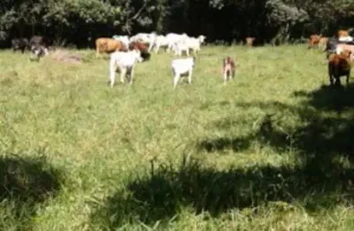 Terreno à venda na Fazenda Serrano - Estrada Canedos - Piracaia, Bairro Cachoeira,  Entrar A Esquerda, 3,5 Km Da Estrada, 00, Canedos, Bom Jesus dos Perdões