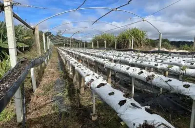 Chácara para venda em são josé dos pinhais, roseira de são sebastião, 1 dormitório, 1 banheiro