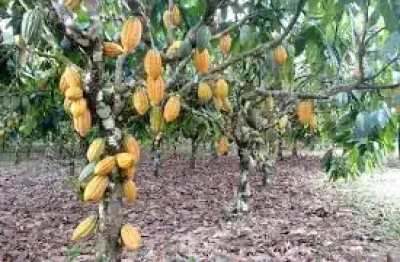 Lindo sitio de 40.000m2, nascente, plantio de cacau, banana, coco, mamão, jaca, e outros, localizado na carobeira em ilhéus  ba