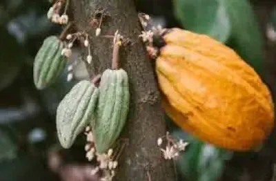 Lindo sitio de 40.000m2, nascente, plantio de cacau, banana, coco, mamão, jaca, e outros, localizado na carobeira em ilhéus  ba