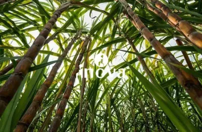 Chácara / sítio à venda na Área Rural de Uberaba, Uberaba 