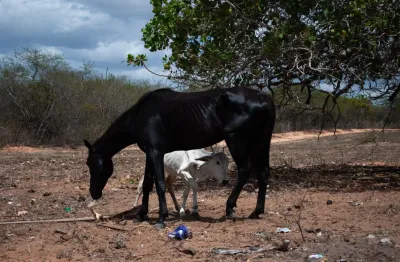 Fazenda à venda na Praça Monsenhor Vicente Freitas, S/N, Zona Rural, João Câmara