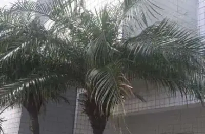 Apartamento para venda em itanhaém, jardim iberá, 2 dormitórios, 1 suíte, 2 banheiros, 2 vagas