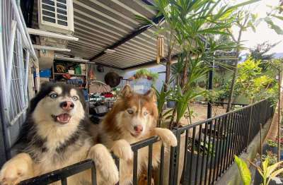 Casa a venda no santa felicidade com 1 suíte, 3 quartos, edícula com churrasqueira e sobra de terreno