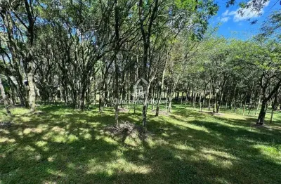 Terreno à venda na Rua General Alexandre Moss Simões dos Reis, 1, São Ciro, Caxias do Sul