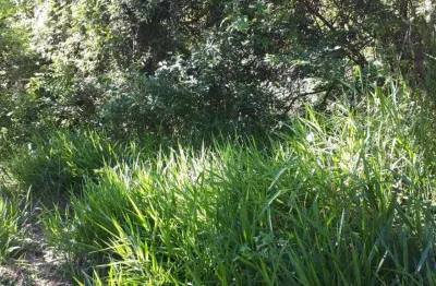 Chácara / sítio com 1 quarto à venda no sousas, campinas , 21000 m2 por r$ 850.000