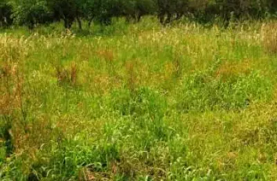 Terreno à venda na Vila São José, Esteio 
