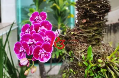 Apartamento com 2 dormitórios à venda, 70 m² por r$ 480.000,00 - campo grande - santos/sp