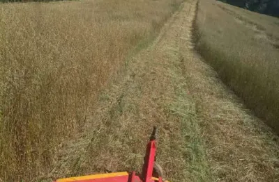 Chácara / sítio à venda na rua quinze de novembro, centro, tijucas do sul por r$ 350.000
