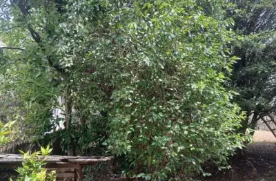 Terreno à venda na Vila Togni, Poços de Caldas 