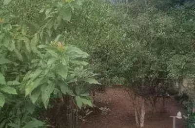 Chácara com 2 dormitórios à venda, 1469 m² por R$ 450.000 - Palmeiras - Suzano/SP