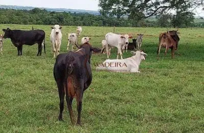Chácara / sítio à venda no Centro, Terra Rica 