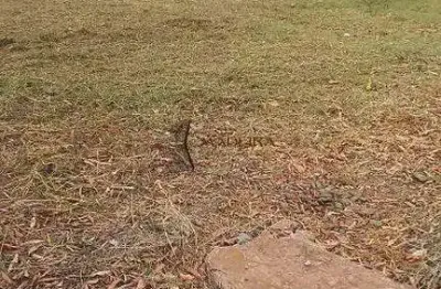 Terreno à venda no Loteamento Jardim Grécia, Porto Rico 