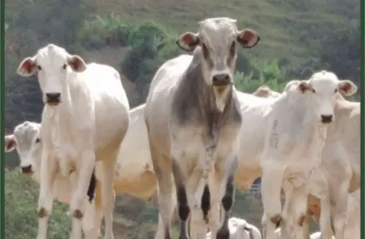 Fazenda à venda no centro, cambuí  por r$ 20.000.000
