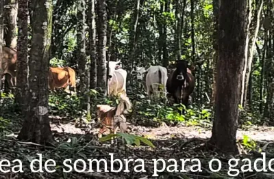 Sitio preparado para criação de peixes, bois, cavalos, ovelhas etc.
