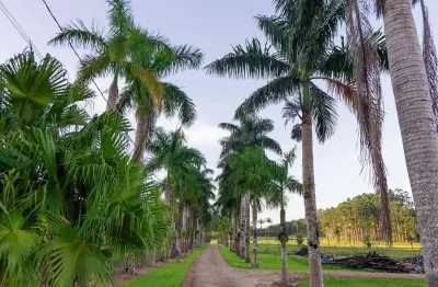 Chácara / sítio com 3 quartos à venda no Rio Branco, Guaramirim 