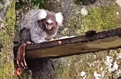 Chácara com 6 quartos, Vila São Paulo, Itanhaém - R$ 800 mil, Cod: 721861