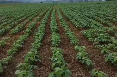 Excelente fazenda 50 alqueires com plantação de soja em itapetininga sp