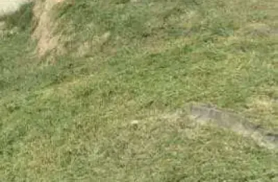 Terreno à venda, 516 m² por r$ 220.000,00 - portal do santa paula - cotia/sp