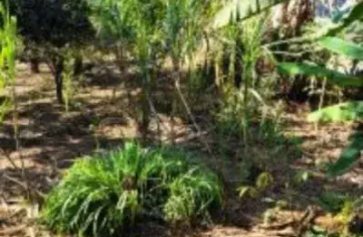 Terreno à venda, 500 m² por r$ 250.000,00 - jardim diva (fazendinha) - santana de parnaíba/sp