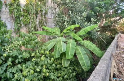 Terreno à venda na rua conchilia, 390, vila albertina, são paulo, 450 m2 por r$ 716.000