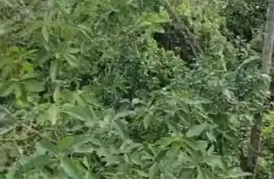 Casa com 2 quartos à venda no Alvarenga, São Bernardo do Campo 