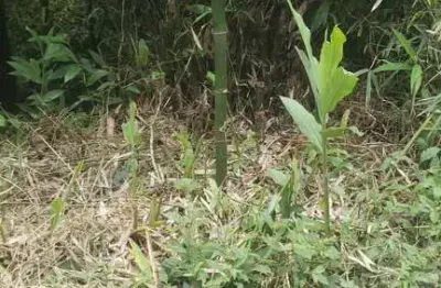 Area de compensação ambiental em represa  -  ribeirão pires