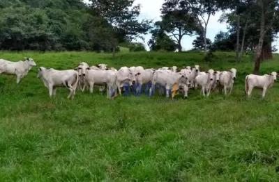 Fazenda à venda na área rural, s/n, prodoeste, pedra preta, 2500 m2 por r$ 45.000.000