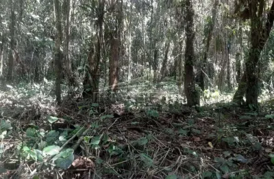 Ubatuba, horto florestal, terreno 1.790 m², oportunidade, próximo da rodovia