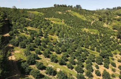 Fazenda à venda no bairro vale da grama em são sebastião da grama/sp
