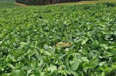 Fazenda à venda, 68 alqueires  por r$ 17.000.000 região de bauru/sp