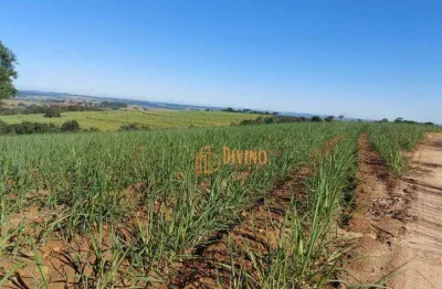 Fazenda com cana à venda na região de sorocaba-sp preço: r$ 25.000.000,00
