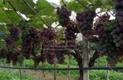 Chácara / sítio com 3 quartos à venda na Estrada Municipal Domingos Stoco, Bairro do Morro, Itatiba