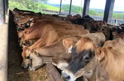 Fazenda à venda na Rua João Vieira Rios, Centro, Pouso Alegre