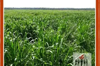 Fazenda à venda no Centro, São Romão 