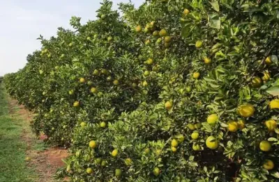 Fazenda à venda no bairro área rural de avaré - avaré/sp