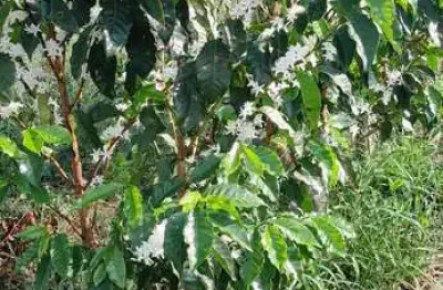 Fazenda à venda no bairro centro - são sebastião da grama/sp
